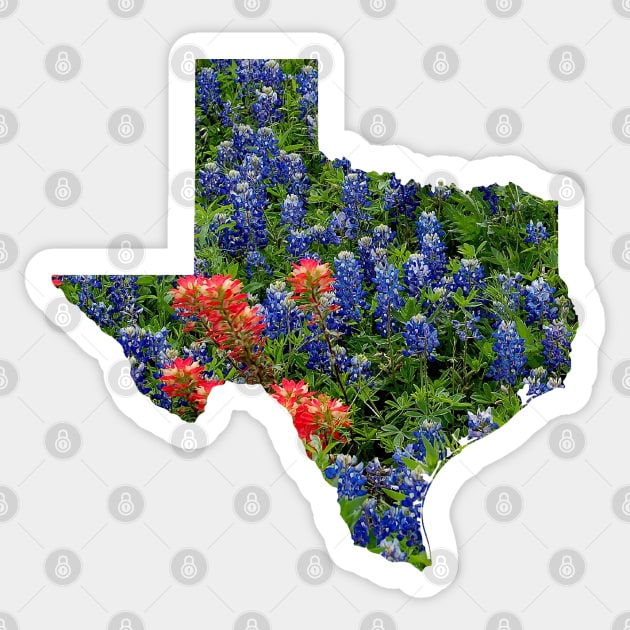 Red and Bluebonnets Blooming in Hillcountry fields in the state of Texas Sticker by Star58